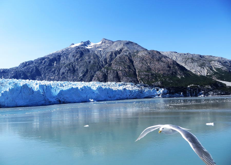 Alaska Discovery Land & Cruise - Image 10
