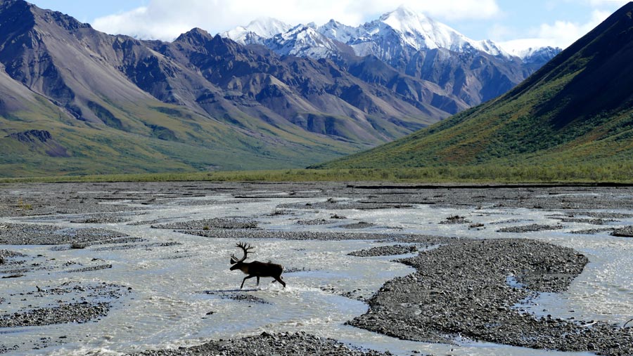 Alaska Discovery Land & Cruise - Image 18