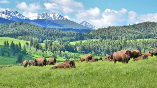 Montana Majesty Glacier Wonders