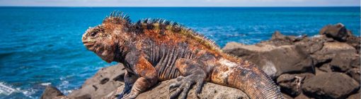 Machu Picchu & Galapagos Wonders
